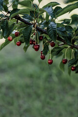 Cherry harvest in the orchard. Branch with cherries in the wind. Selective focus.