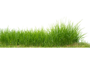 Green  bermuda grass isolated on white background, close up.