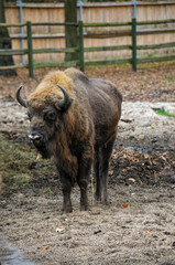 Fototapeta premium Wisent
