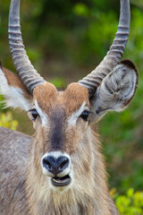 Fototapeta premium Male waterbuck in the vegetation of the veld in the Kruger Park, South Africa