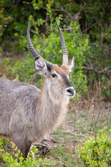 Male waterbuck in the vegetation of the veld in the Kruger Park, South Africa