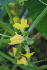 Close-up of Cucumber plant in bloom in the vegetable garden. Yellow flowers of Cucumber. Cucumis sativus