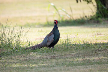 日本の里山に生息する野鳥　キジ
