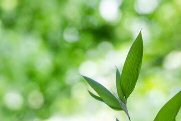 新緑の笹の葉　背景素材