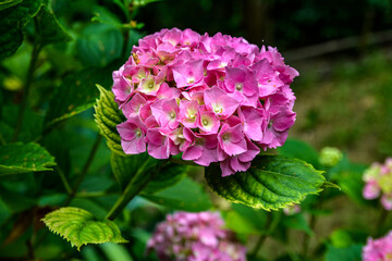 hydrangea in pink and purple