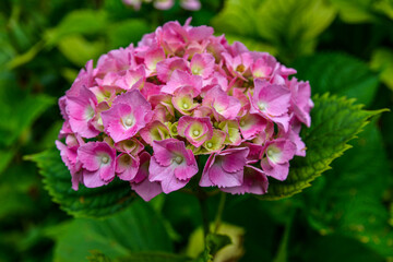 hydrangea in pink and purple