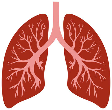 Lungs human icon vector