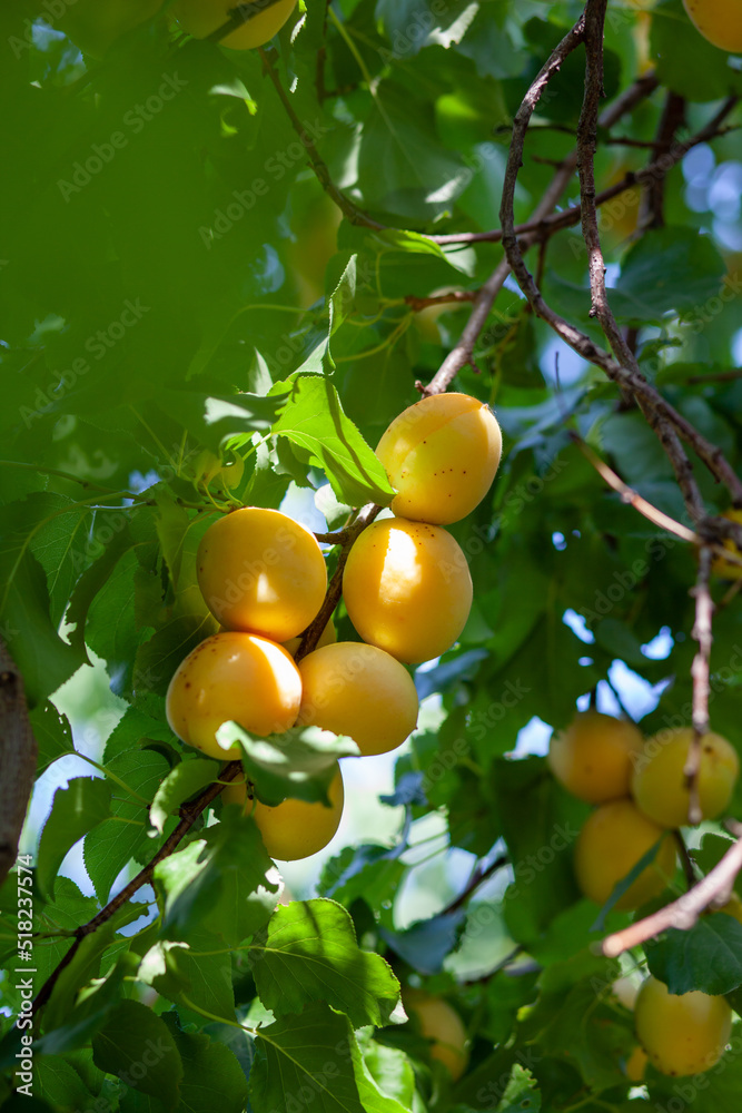Poster Apricots on apricot tree. Summer fruits. Ripe apricots on a tree branch. Close up