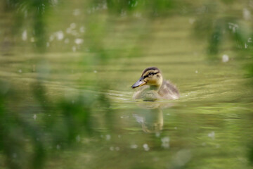 ente, bird, wasser, natur, see