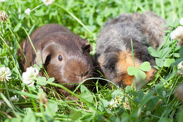 two cute guinea pigs adorable american tricolored with swirl on head in park eating grasses.