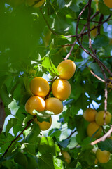 Apricots on apricot tree. Summer fruits. Ripe apricots on a tree branch. Close up