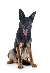 young german shepherd