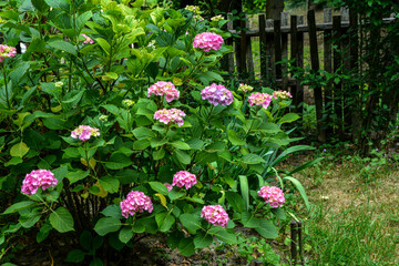 hydrangea in pink and purple