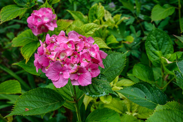 hydrangea in pink and purple