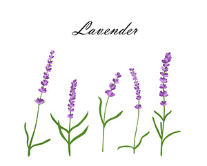 Collection of lavender flowers.Vector illustration of lavender flowers isolated on white background