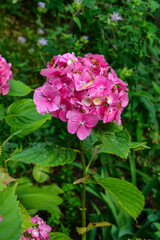 hydrangea in pink and purple