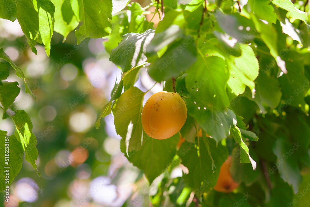 Poster apricots on apricot tree. summer fruits. ripe apricots on a tree branch. close up