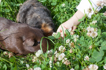 two cute guinea pigs adorable american tricolored with swirl on head in park eating grasses.