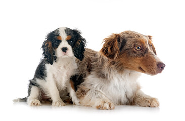 Miniature American Shepherd and cavalier king charles