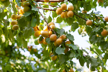 Apricots on apricot tree. Summer fruits. Ripe apricots on a tree branch. Close up