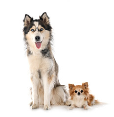 siberian husky and chihuahua in studio
