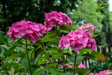 hydrangea in pink and purple