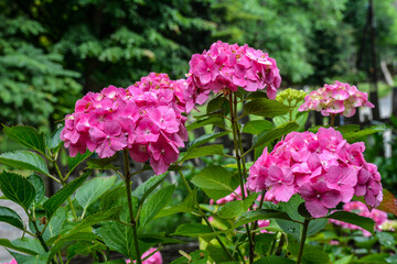 hydrangea in pink and purple