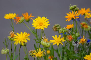 Floral background of warm flowers of decorative marigold