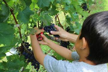 ワイン用のぶどうを収穫する小さな男の子