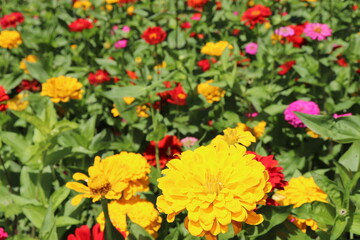 色とりどりの花が咲く場所