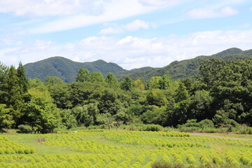 緑が広がる景色