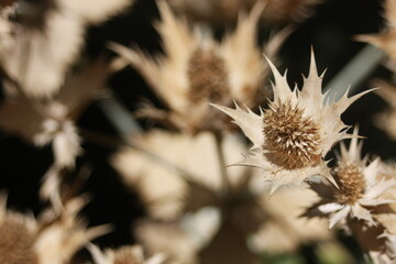 Grass Burrs in Fall