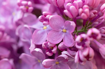 Naklejka na ściany i meble Beautiful lilac flowers in nature.