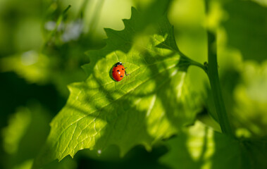 Ladybug on a green leaf in nature.