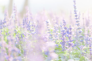 Naklejka premium close up of lavender flowers in pastel blue color
