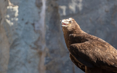 Portrait of an eagle in a park