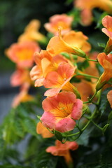 ノウゼンカズラ