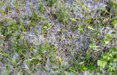 White poplar fluff on green grass