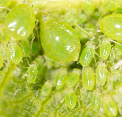 Small green aphids on a tree leaf.