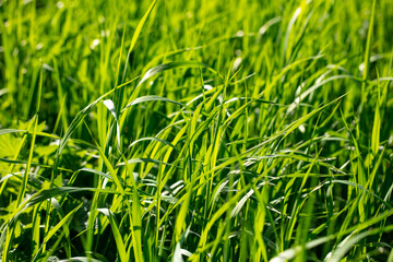 Obraz premium Lush green grass in nature