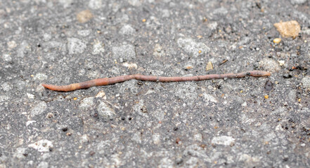 Obraz na płótnie Canvas Earthworm on the asphalt road.