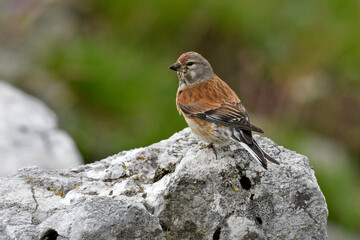Bluthänfling // Common linnet (Linaria cannabina)