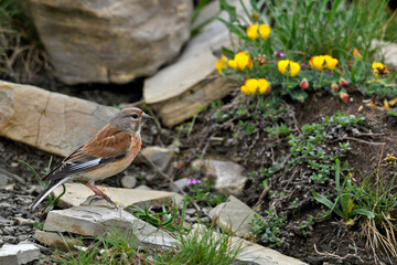 Bluthänfling // Common linnet (Linaria cannabina)