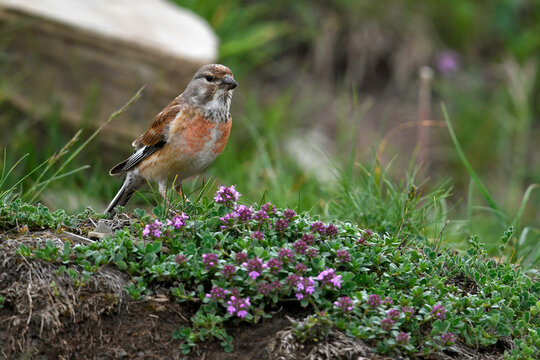 Common linnet // Bluth&auml;nfling  (Linaria cannabina) - Montenegro