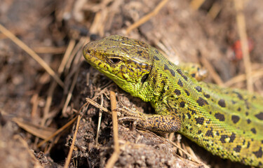 Green lizard on the ground in spring.