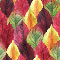 Naklejka na ściany i meble Watercolor hand drawn rows of lots of red, orange, burgundy, vinous, yellow, green multicolored autumn seasonal leaves seamless pattern as fall background. Aquarelle web design for print.