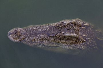 Close up big head crocodile is show head in river
