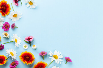 Naklejka na ściany i meble Chamomile garden flowers on blue background
