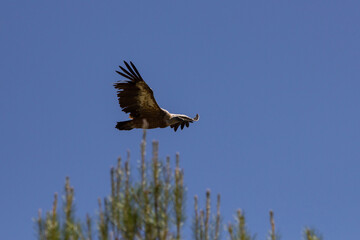 Buitre leonado en el Parc Natural dels Voltors, Alcoy, Alicante, España