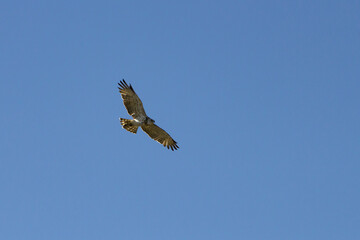 Aguila en el Parc Natural dels Voltors, Alcoy, España